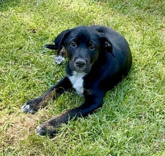 Photo of Whiskey