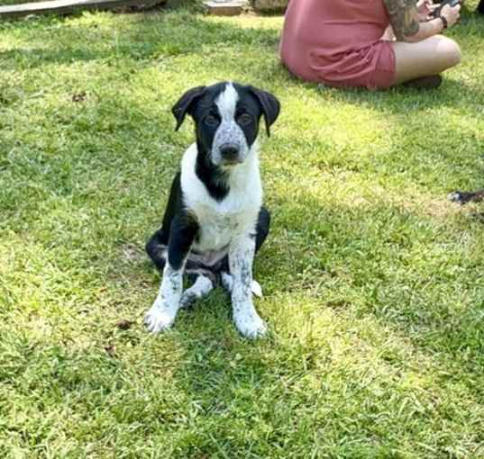 Photo of Guinness
