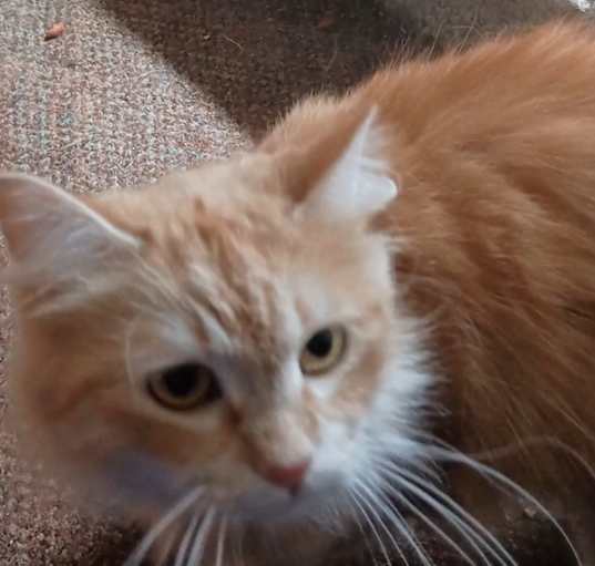 Photo of Nala