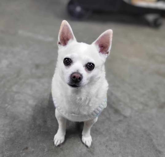 Photo of Twinkie