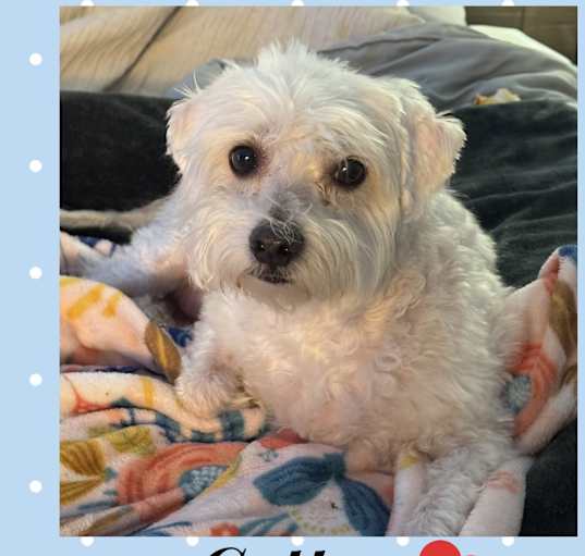 Photo of COTTON 8 YEAR MALTESE