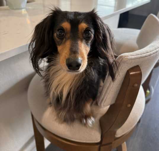 Photo of Rocky