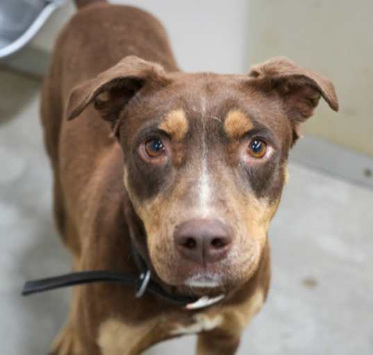 Photo of CoCoa