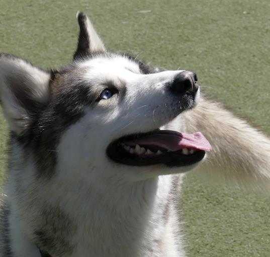 Photo of CALYPSO
