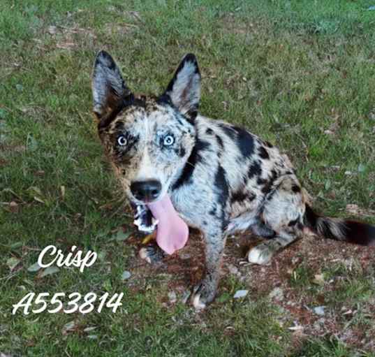 Photo of CRISP