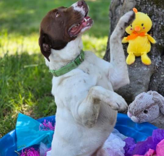 Photo of Boo(HW+ Treatment Sponsored)