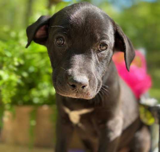 Photo of Twizzler