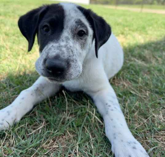 Photo of Oreo