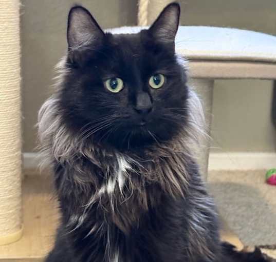 Photo of Shadow