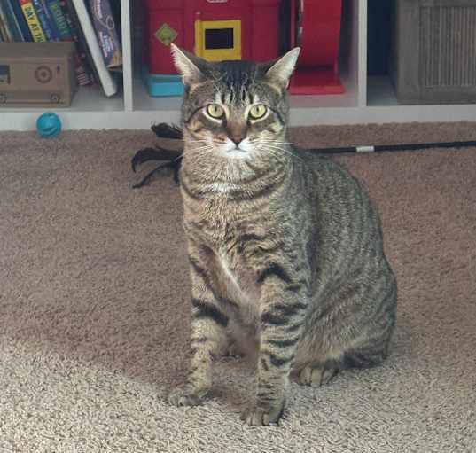 Photo of Knuckles