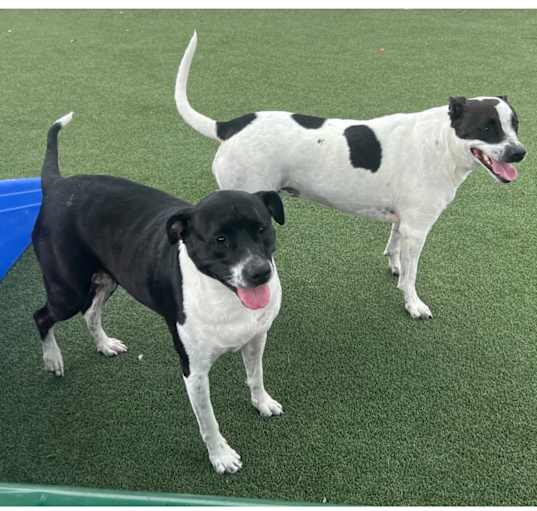 Photo of Sugar and Plum