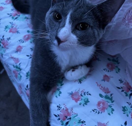 Photo of Dipper