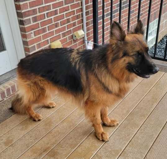 Photo of Lola
