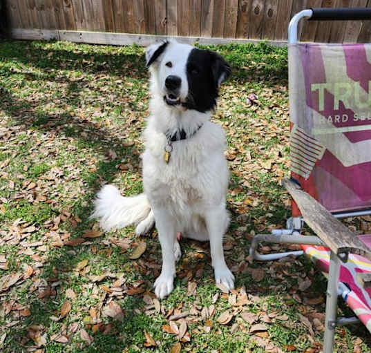 Photo of Petey