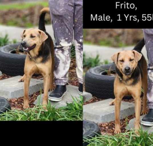 Photo of Frito