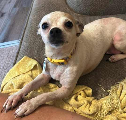 Photo of Lacey (must be adopted with Cagney)