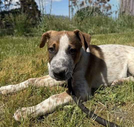 Photo of Blaze