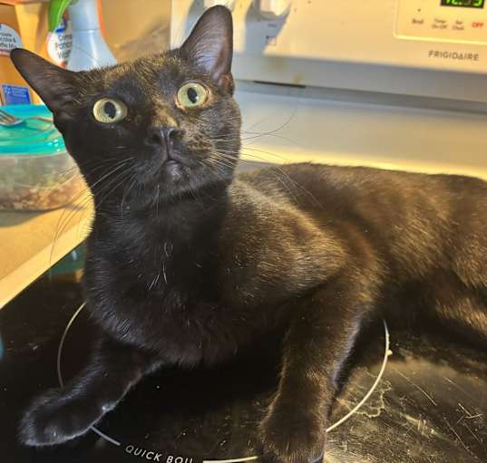 Photo of Milo