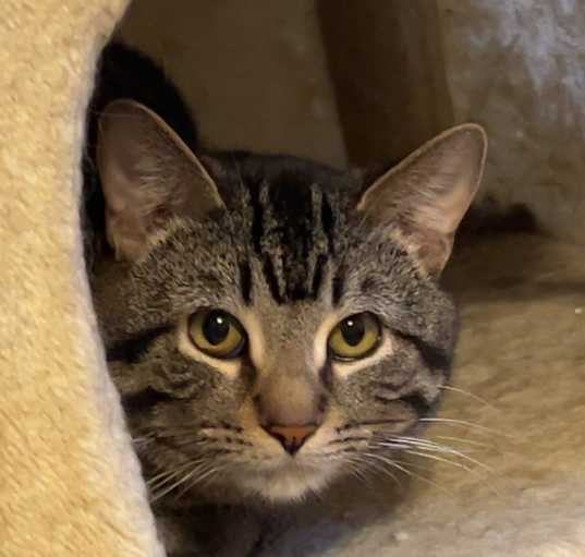Photo of Gumpus