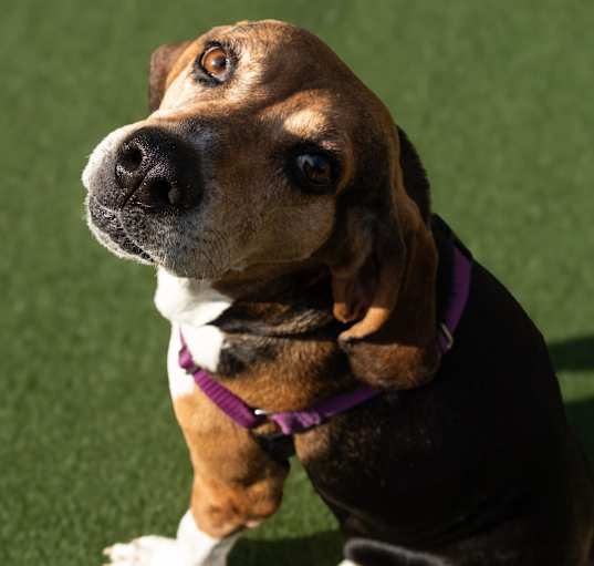 Photo of Penny