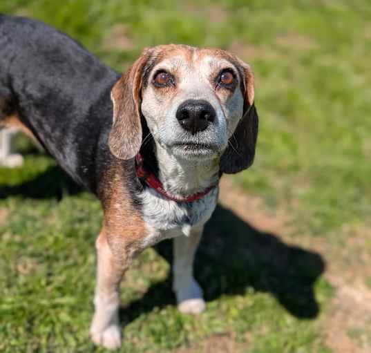 Photo of Whiskey