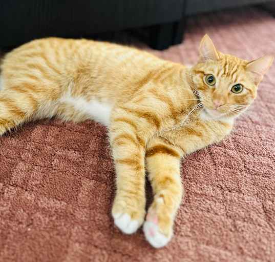 Photo of Wrenn