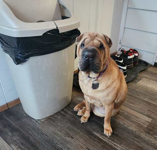 Photo of Chevy