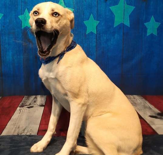 Photo of Harlow