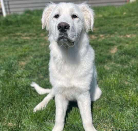 Photo of Paisley