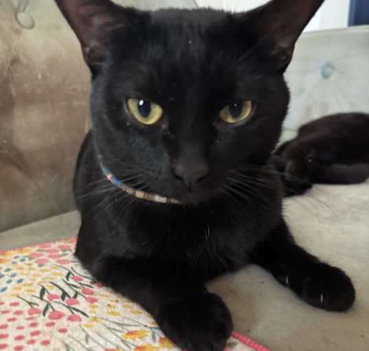 Photo of Toothless