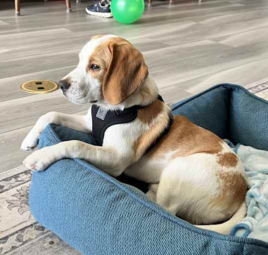 Photo of Bandit