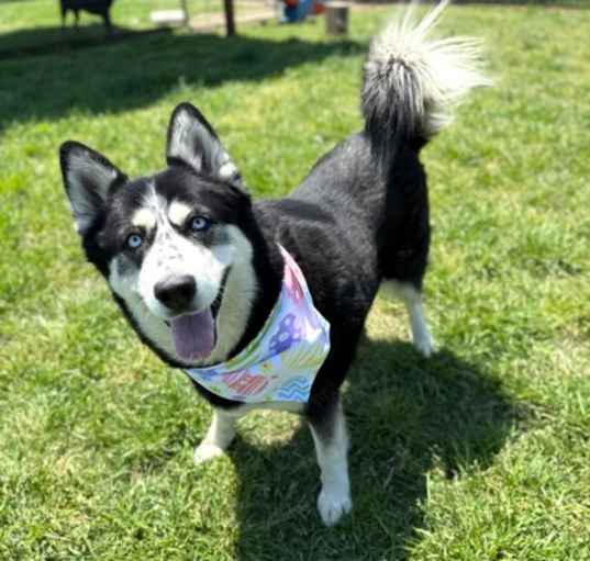 Photo of Daisy