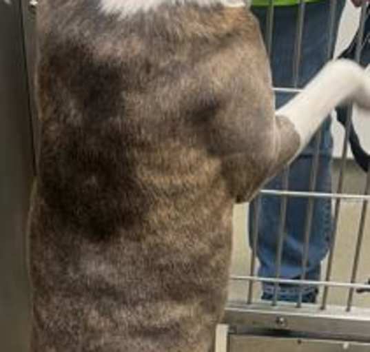 Photo of GOOSE