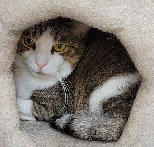 Photo of Cream