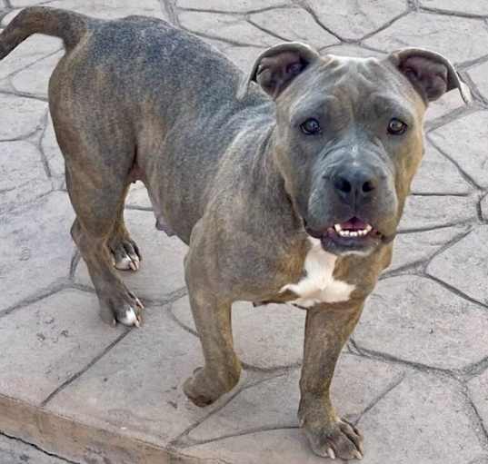 Photo of Xena
