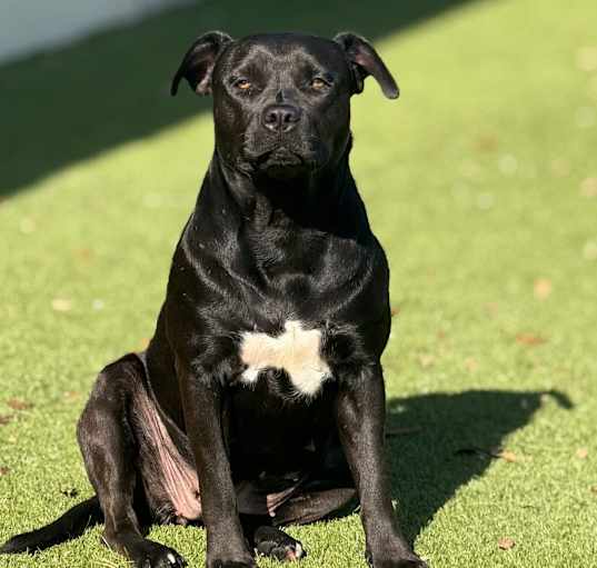 Photo of Sailor AKA Ebony 8173