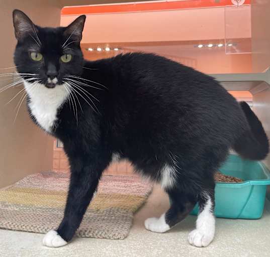 Photo of Oreo