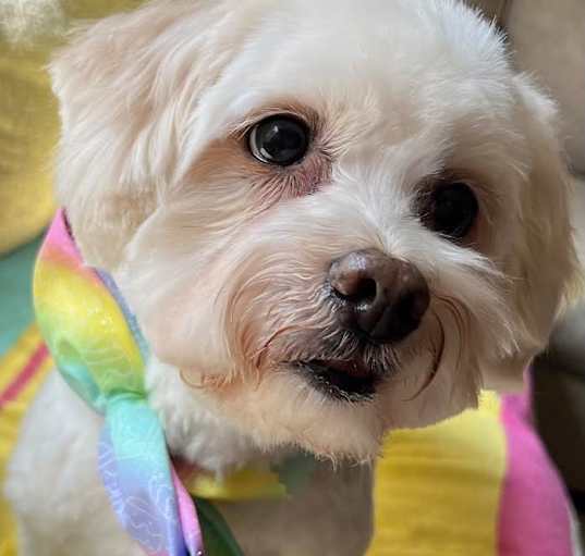 Photo of Amadeus