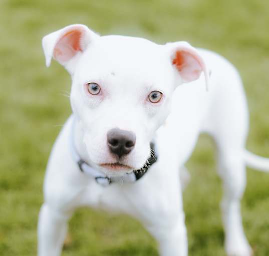 Photo of Hop on Pop