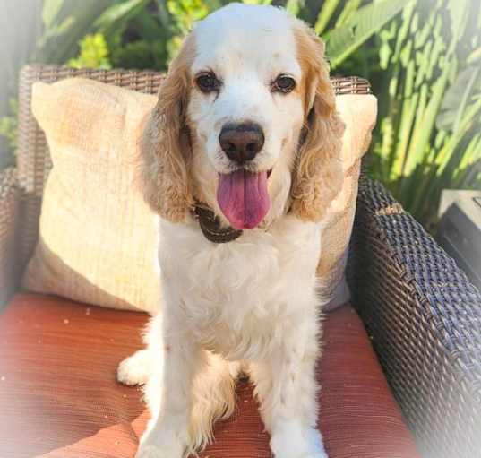 Photo of Milo