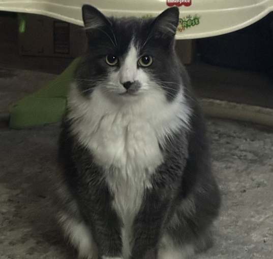 Photo of Kya (Mamas)