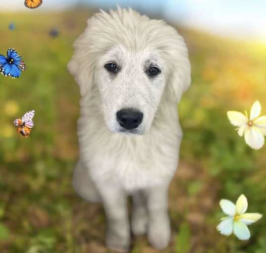 Photo of Tanqueray
