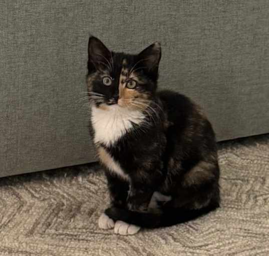 Photo of Pumpkin