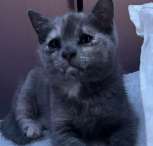 Photo of Peanut