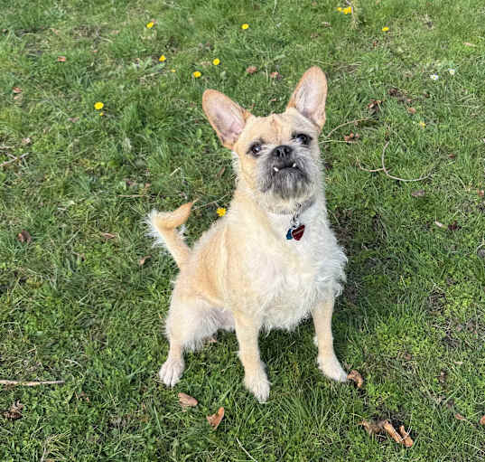 Photo of Gizmo