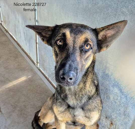 Photo of Nicolette