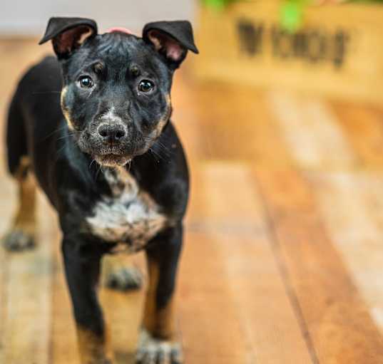 Photo of Macy