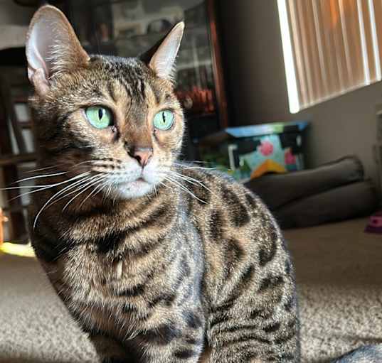 Photo of Pancake