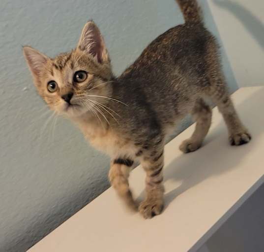 Photo of Peanut