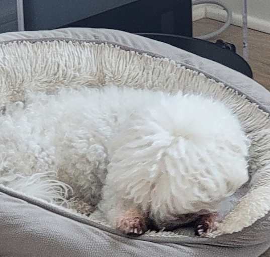 Photo of Snowball